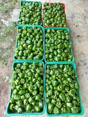 Green Bell Pepper (Sweet Pepper)