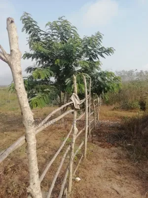 Poultry Farm For Sale Or For Rent