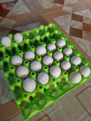 Fertile Ayam Cemani Eggs