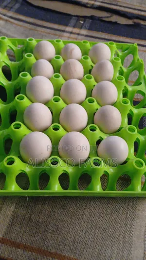 Fertile Ayam Cemani Eggs