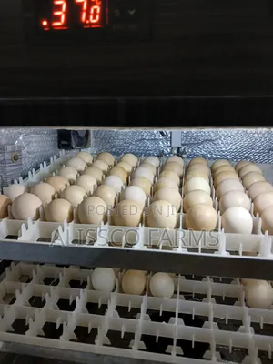 Fertile Ayam Cemani Eggs