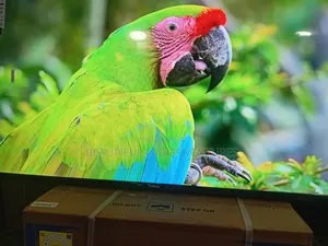Sigma 55-Inch Smart Tv – Your Home Cinema Upgrade