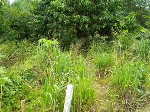 Land for Sale in Adumanya Opata Junction, Dodowa