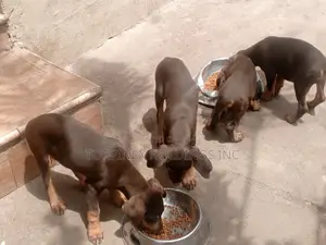 1-3 months Male Purebred Doberman Pinscher