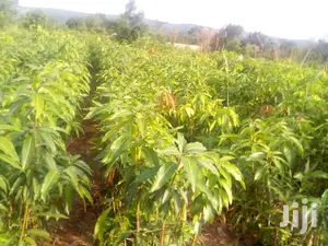 Quality Certified Grafted Mango(Keitt,Kent, Jafina)And Other Seedlings