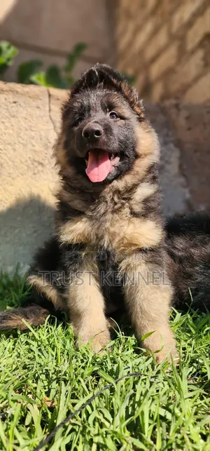 1-3 months Male Purebred German Shepherd