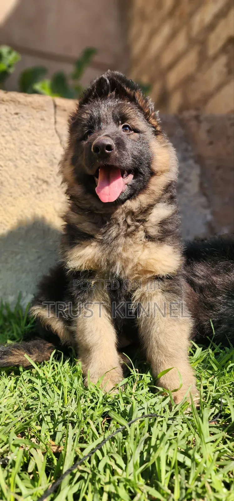 1-3 months Male Purebred German Shepherd
