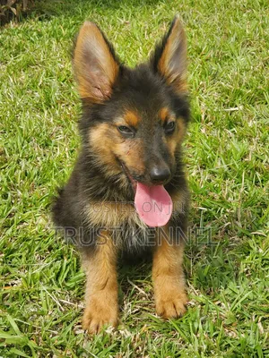 1-3 months Female Purebred German Shepherd
