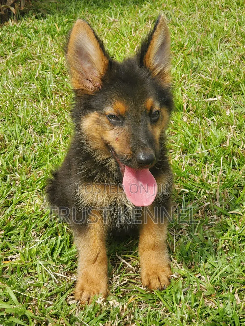 1-3 months Female Purebred German Shepherd