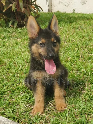 1-3 months Female Purebred German Shepherd