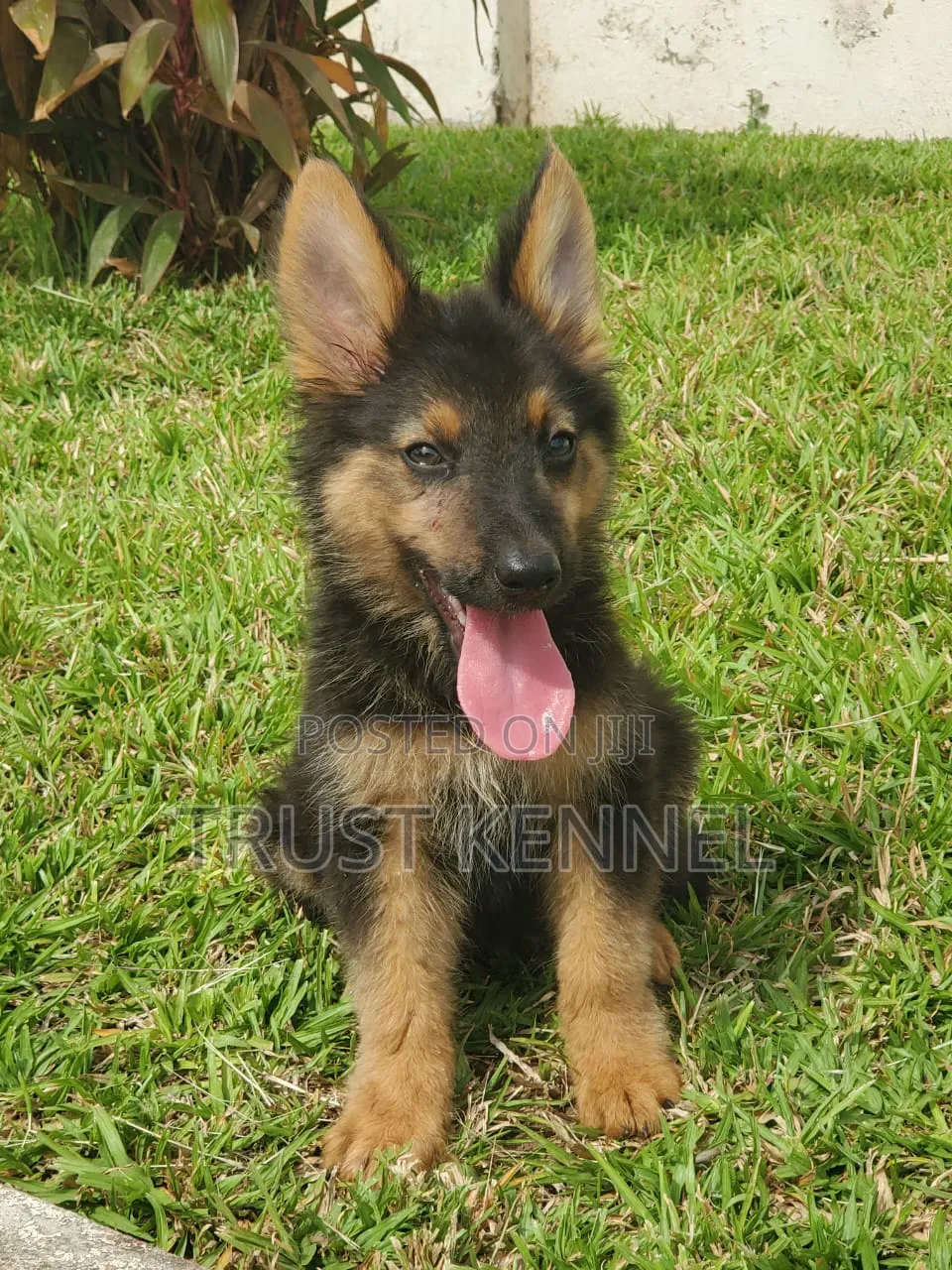 1-3 months Female Purebred German Shepherd