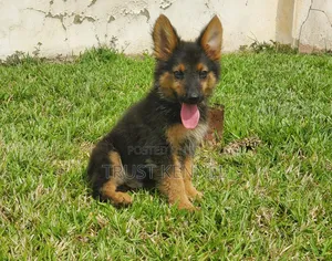 1-3 months Female Purebred German Shepherd