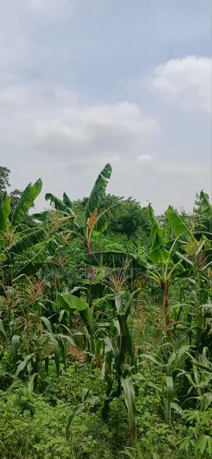 2 Plots of Land at Tech Donyina Knust Campus