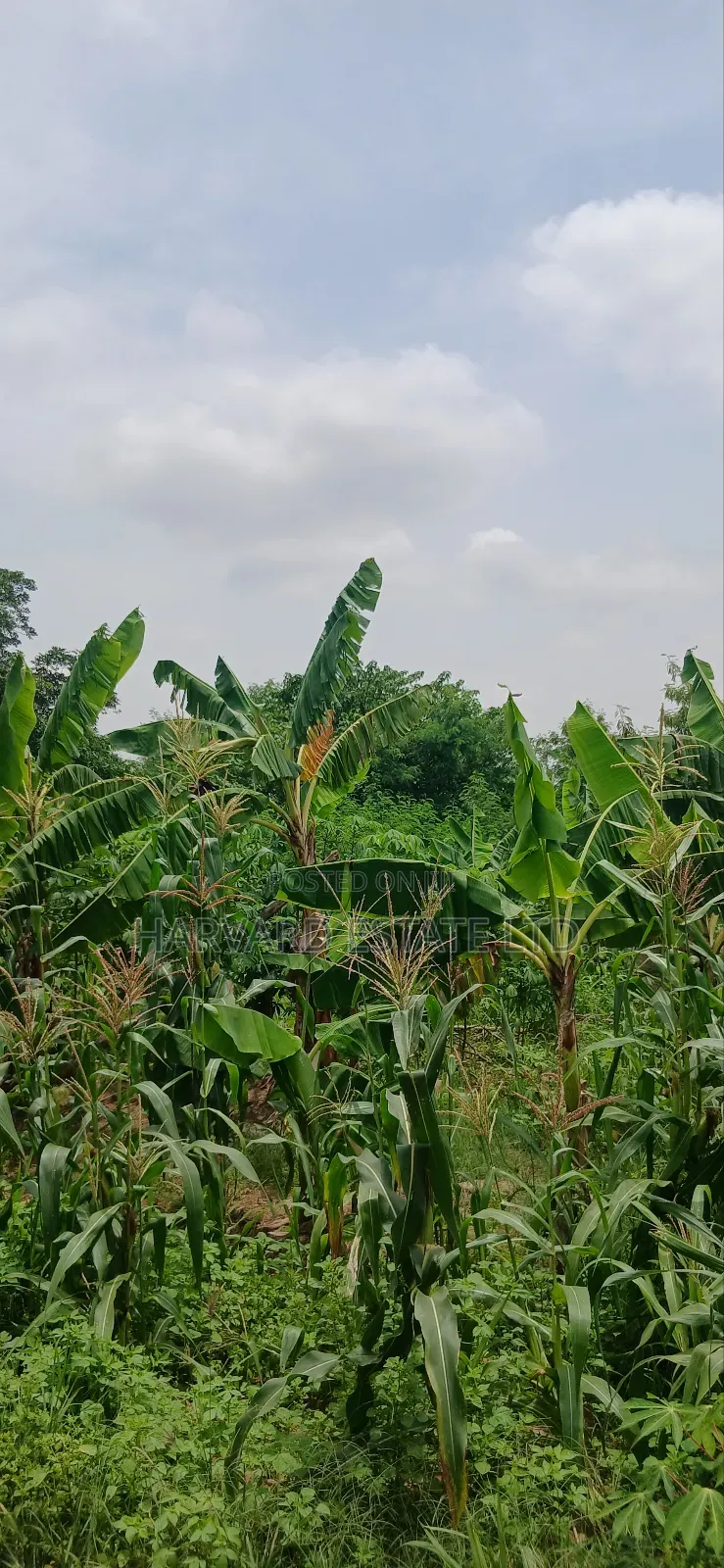 2 Plots of Land at Tech Donyina Knust Campus