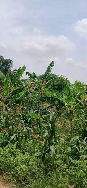 2 Plots of Land at Tech Donyina Knust Campus