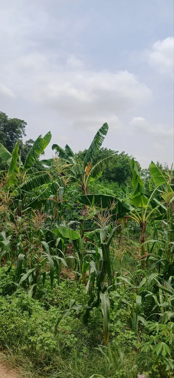 2 Plots of Land at Tech Donyina Knust Campus