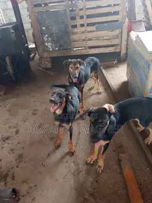 6-12 months Female Mixed Breed German Shepherd