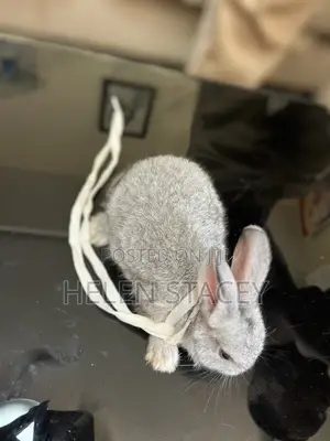 Rabbit For Sale