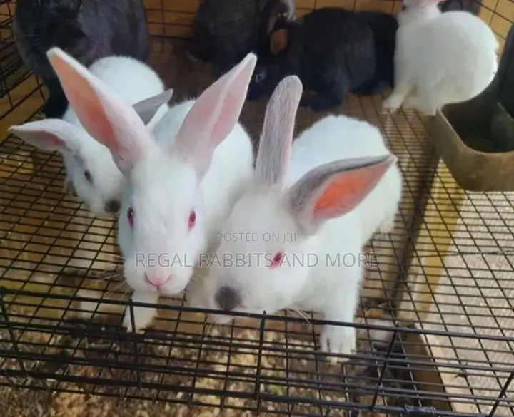 Hot Sales _Rabbits
