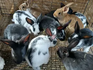 Hot Sales _Rabbits