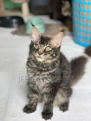 1-3 months Male Purebred Maine Coon
