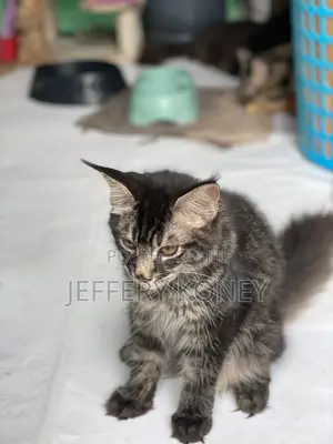 1-3 months Male Purebred Maine Coon