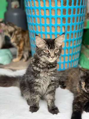 1-3 months Male Purebred Maine Coon