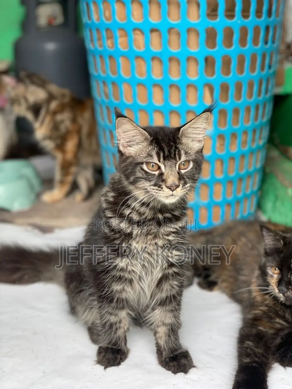 1-3 months Male Purebred Maine Coon