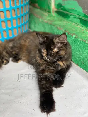 1-3 months Female Purebred Maine Coon