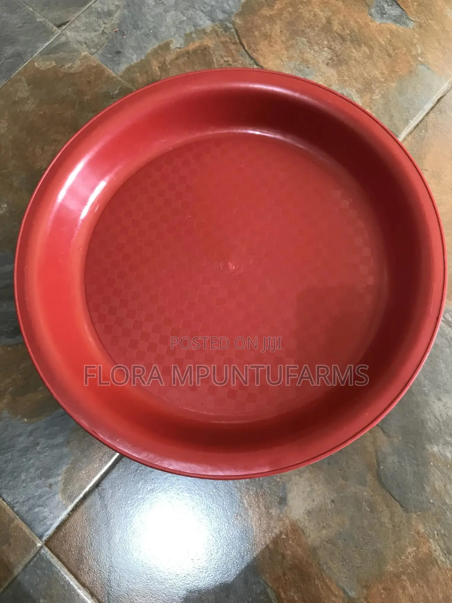 Chick Tray
