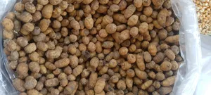 Fresh Tiger Nut