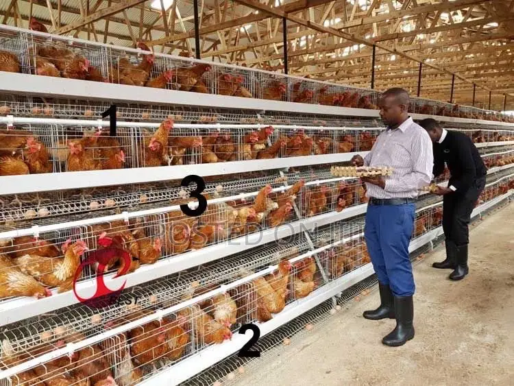 Poultry Cage/Layers/Chicken/Chicks