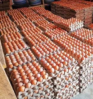 Organic Eggs