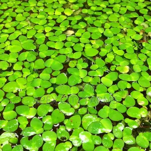 Apex Cheapest Fresh Duckweed for Sale
