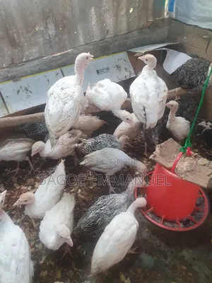 6 to 7 Weeks Old Turkeys for Sell