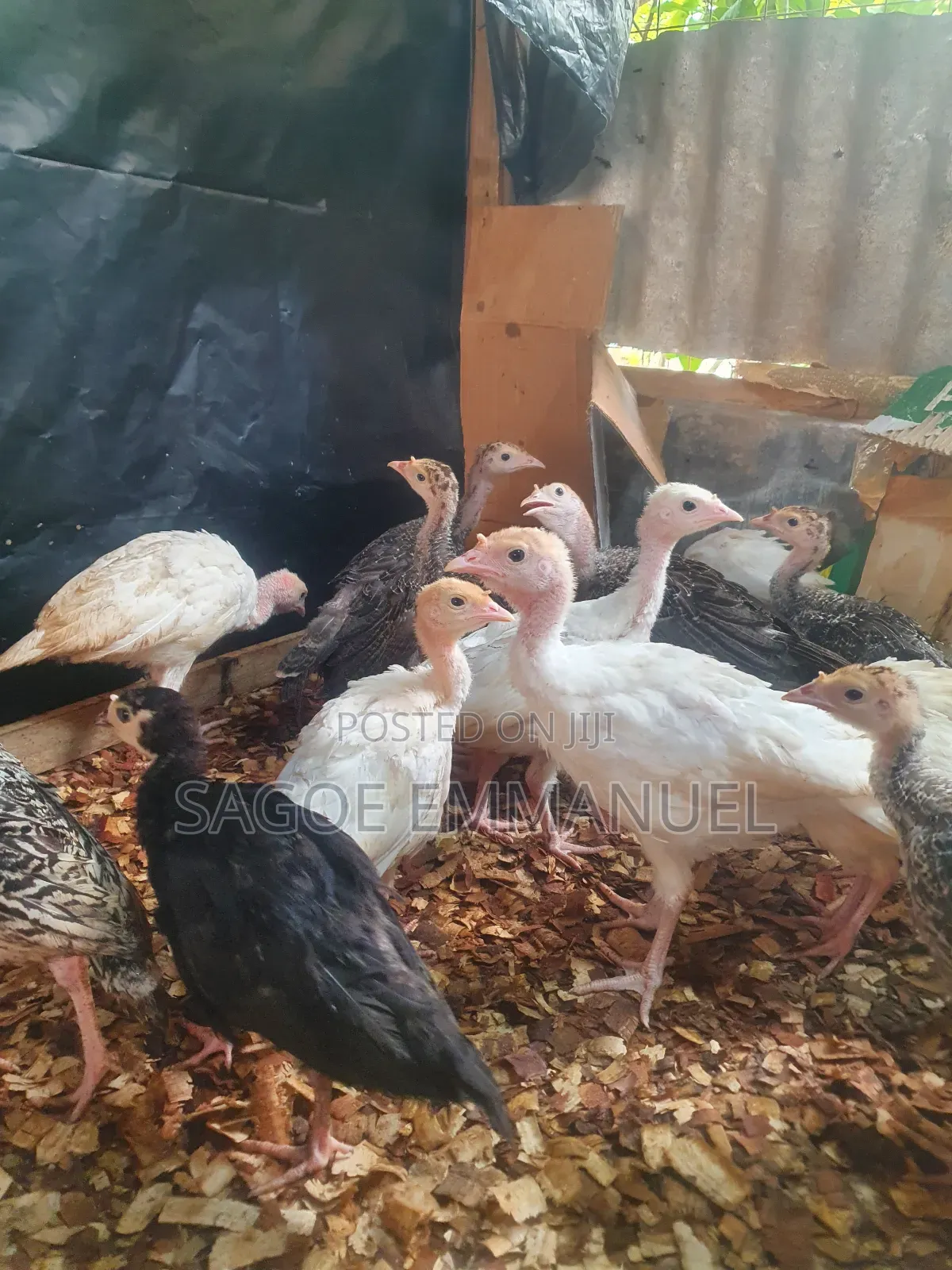 6 to 7 Weeks Old Turkeys for Sell