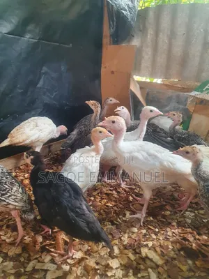 6 to 7 Weeks Old Turkeys for Sell