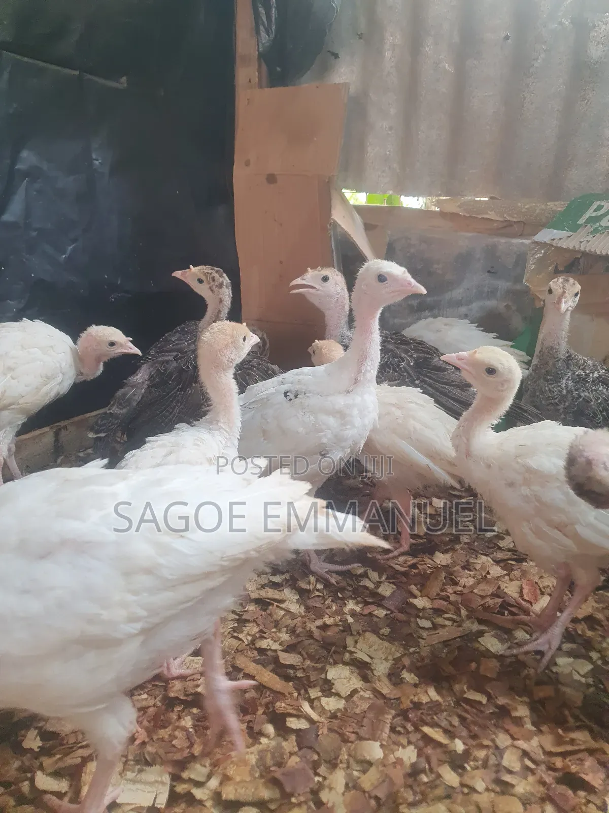 6 to 7 Weeks Old Turkeys for Sell