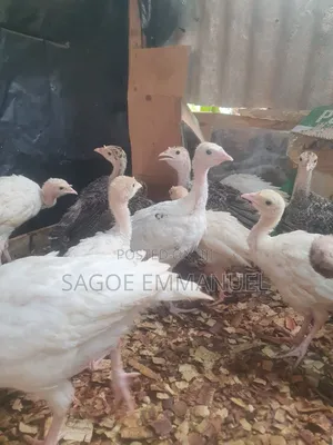 6 to 7 Weeks Old Turkeys for Sell