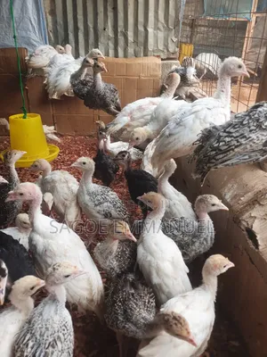 6 to 7 Weeks Old Turkeys for Sell