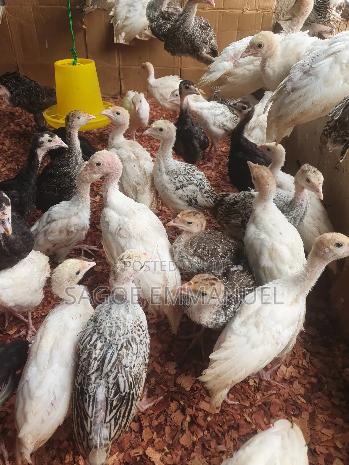 6 to 7 Weeks Old Turkeys for Sell
