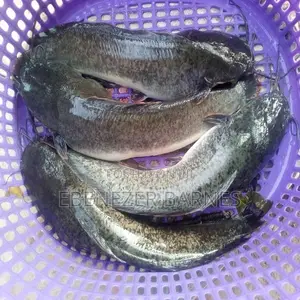 Big Fresh Live Catfish For Hotels, Restaurants, Point Kill