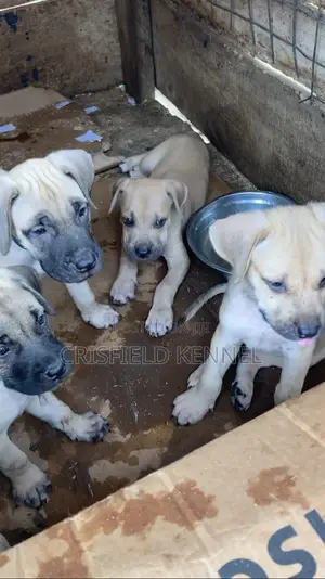 1-3 months Male Purebred Boerboel