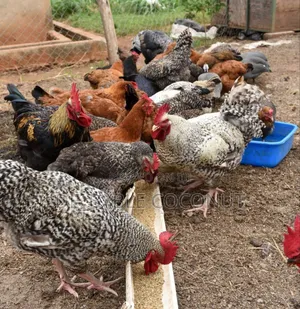 Matured Local Chicken Both Males and Females Are Going for Cool Price.