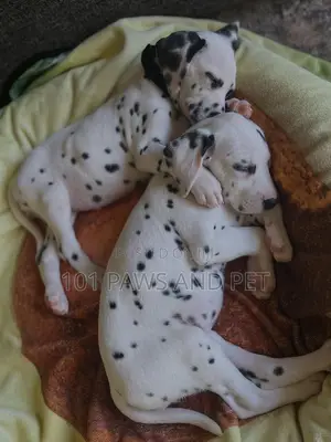 1-3 months Female Purebred Dalmatian
