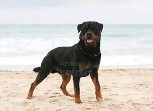 1+ year Male Purebred Rottweiler