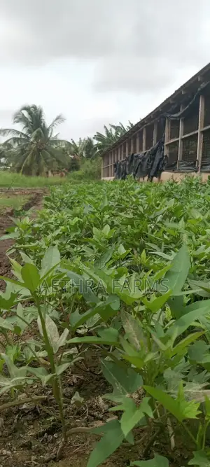 Sweet Potato Vines (Beaurigad Variety),(Cream Fleshed Sweet Potato