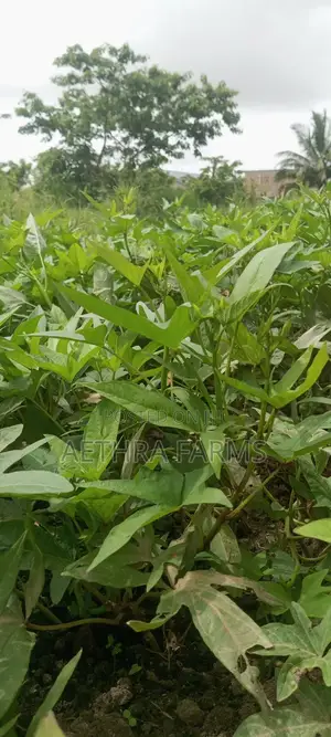 Sweet Potato Vines (Beaurigad Variety),(Cream Fleshed Sweet Potato