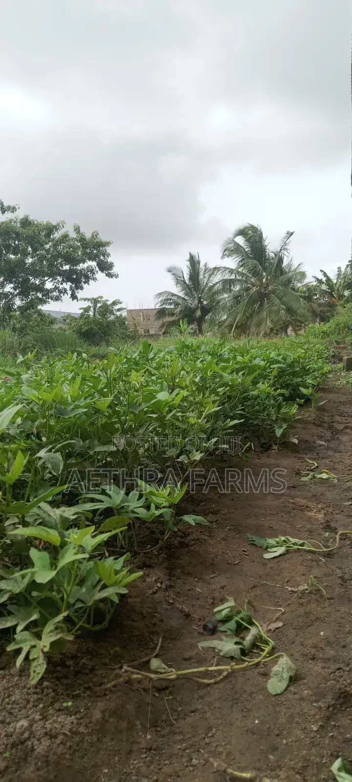 Sweet Potato Vines (Beaurigad Variety),(Cream Fleshed Sweet Potato