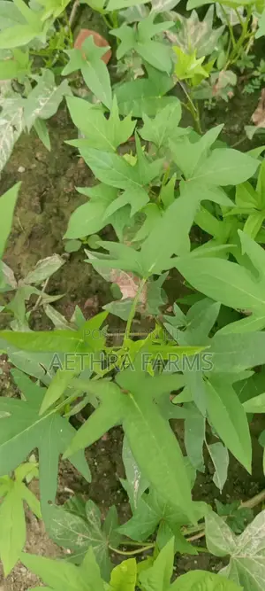 Sweet Potato Vines (Beaurigad Variety),(Cream Fleshed Sweet Potato